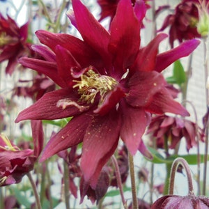 COLUMBINE AQUILEGIA, 80 Seeds Mix, Pink Red Perennial Flower, Double Single Flowered Mix
