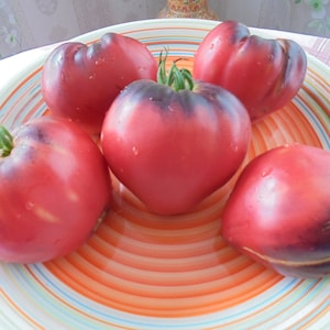 SGT PEPPERS Semillas de tomate, tomates reliquia en forma de corazón índigo, indeterminados, semillas raras, 15 semillas