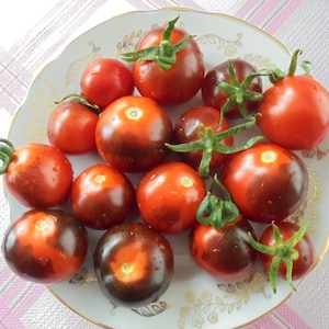 BLEVE P20 Tomatensamen, unbestimmte Erbstück Kirsche Indigo Blau Rote Tomaten, seltene Samen, 15 Samen