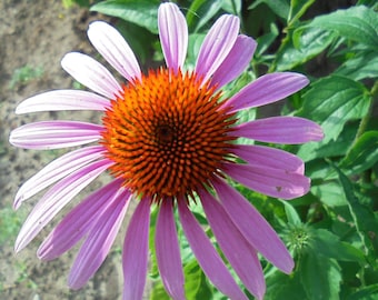 PURPLE CONEFLOWER Seeds, Echinacea Purpurea Heirloom Perennial Flower Medical Herb Seeds, Immunity Booster Herb Seeds, 100+