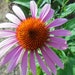 see more listings in the Flower Perennials section