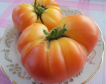 BIG RAINBOW Tomato Seeds, Heirloom Bi-Color Beefsteak Tomatoes, Rare Seeds, 15 Seeds