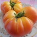 see more listings in the Tomato Seeds section