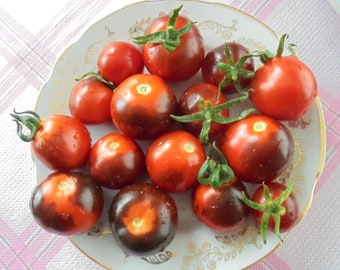 Semillas de tomate BLEVE P20, tomates indeterminados de color rojo azul índigo y cereza, semillas raras, 15 semillas