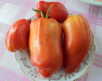 HUGO Tomato Seeds, Indeterminate Bell Pepper Shaped Red Fleshy Tomatoes, Heirloom Czech Variety, 15 Seeds