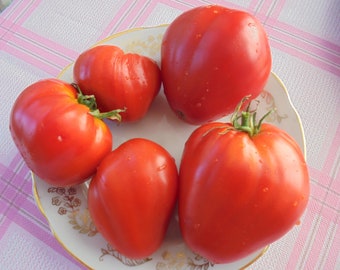 BULL'S HEART Tomato Seeds, Heirloom Heart Shaped Fleshy Red Tomatoes, Indeterminate, 15 Seeds