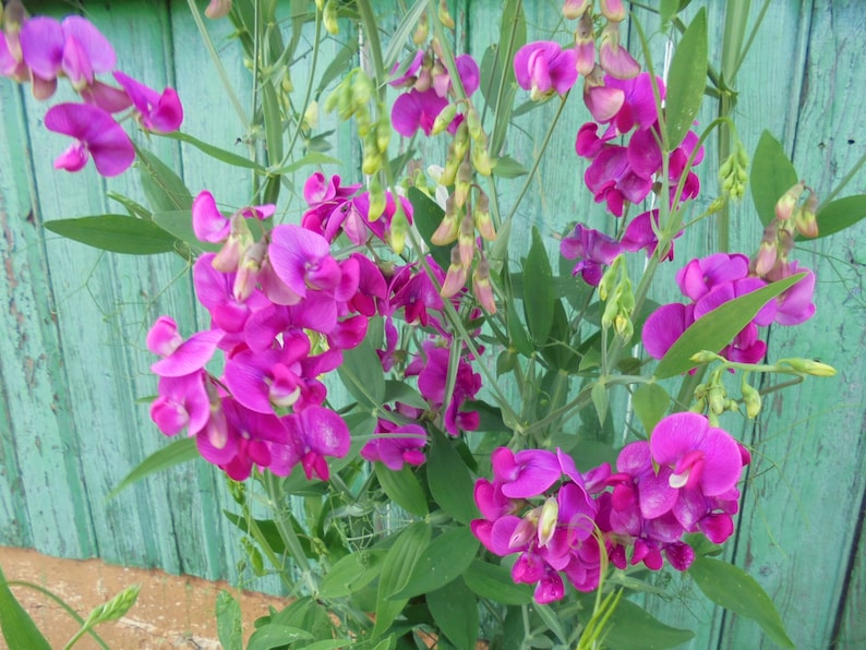 Perennial Sweet Pea Pink White Mix Seeds, Lathyrus latifolius Vine Climber Flower, Green Till Frost, 30 Seeds image 2