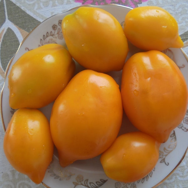 LEMON ( Citrina) Graines de tomates, Tomate Tall indéterminée, jaune en forme de citron, graines rares, 15 graines