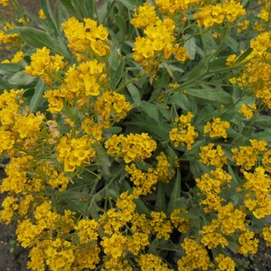 BASKET OF GOLD Golden Sweet Alyssum Saxatile 100 Seeds, Aurinia Saxatilis, Perennial Yellow Rockery Fragrant Flower image 4