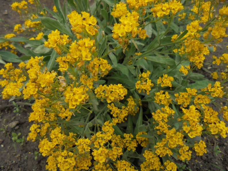 BASKET OF GOLD Golden Sweet Alyssum Saxatile 100 Seeds, Aurinia Saxatilis, Perennial Yellow Rockery Fragrant Flower image 4