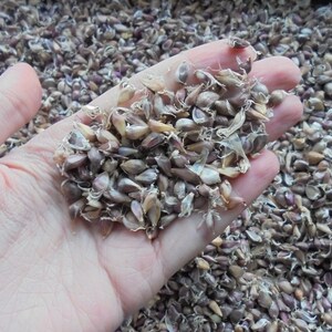 LYUBASHA Garlic Bulbils 100 Seeds For Planting Not Cloves, Giant Winter Garlic Bulbs Fresh Seeds Ukrainian Variety zdjęcie 5