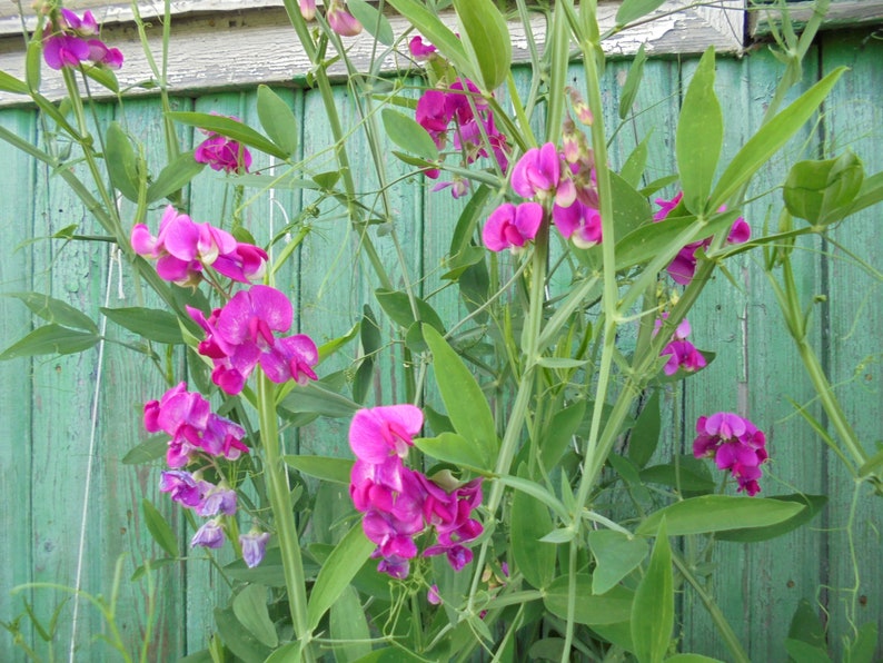 Perennial Sweet Pea Pink White Mix Seeds, Lathyrus latifolius Vine Climber Flower, Green Till Frost, 30 Seeds image 6