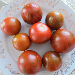 TIGRINO Tomato Seeds, Striped Sweet Tomatoes, Tall Balcony Tomato, 15 Seeds