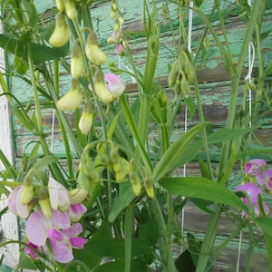 Perennial Sweet Pea Pink White Mix Seeds, Lathyrus latifolius Vine Climber Flower, Green Till Frost, 30 Seeds image 8