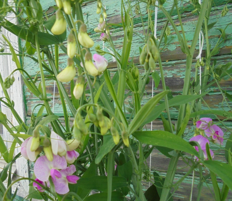 Perennial Sweet Pea Pink White Mix Seeds, Lathyrus latifolius Vine Climber Flower, Green Till Frost, 30 Seeds image 8