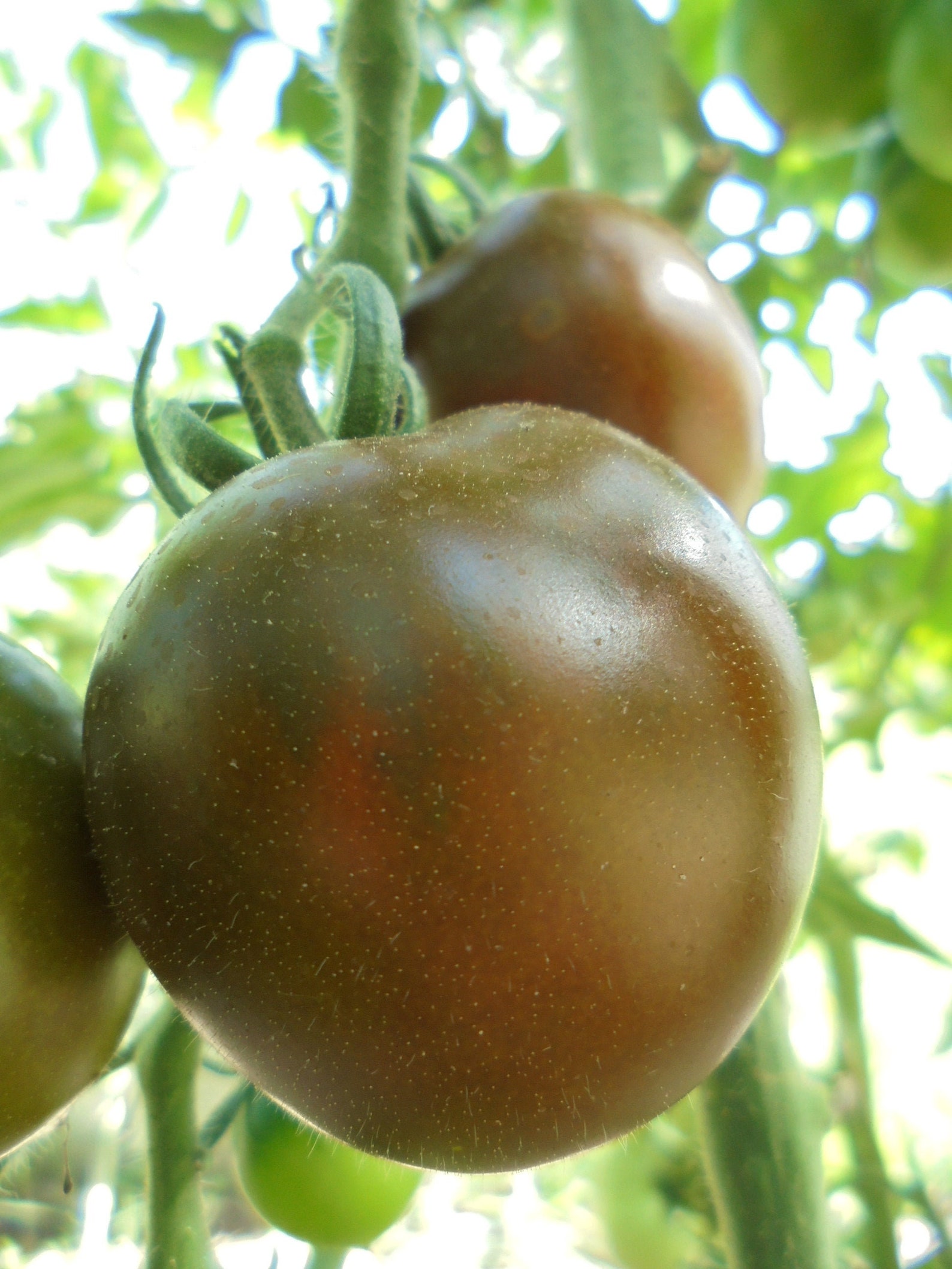 KUMATO Tomato Seeds Black Green Tomatoes Heirloom Sweet Etsy New Zealand