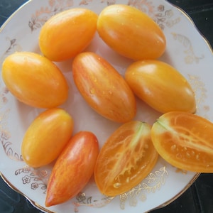 ARTISAN BLUSH TIGER Tomato Seeds , Early Indeterminate Tomato, Bicolor Oval Balcony Tomatoes