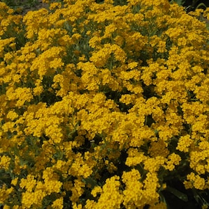 BASKET OF GOLD Golden Sweet Alyssum Saxatile 100 Seeds, Aurinia Saxatilis, Perennial Yellow Rockery Fragrant Flower image 1