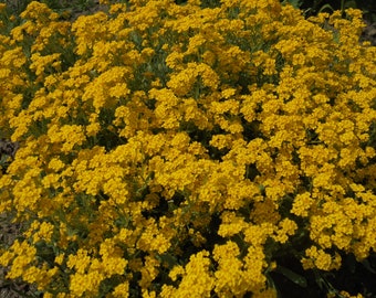 BASKET OF GOLD Golden Sweet Alyssum Saxatile 100 Seeds, Aurinia Saxatilis, Perennial Yellow Rockery Fragrant  Flower