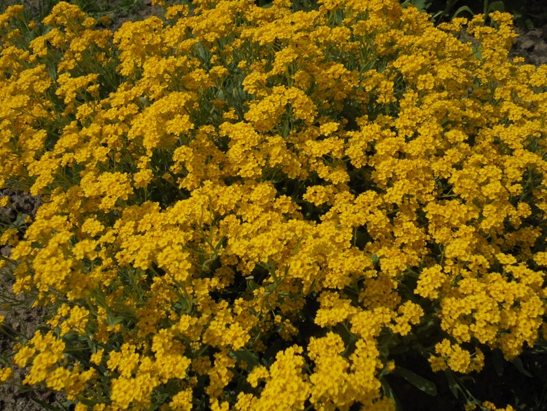 BASKET OF GOLD Golden Sweet Alyssum Saxatile 100 Seeds, Aurinia Saxatilis, Perennial Yellow Rockery Fragrant Flower image 1