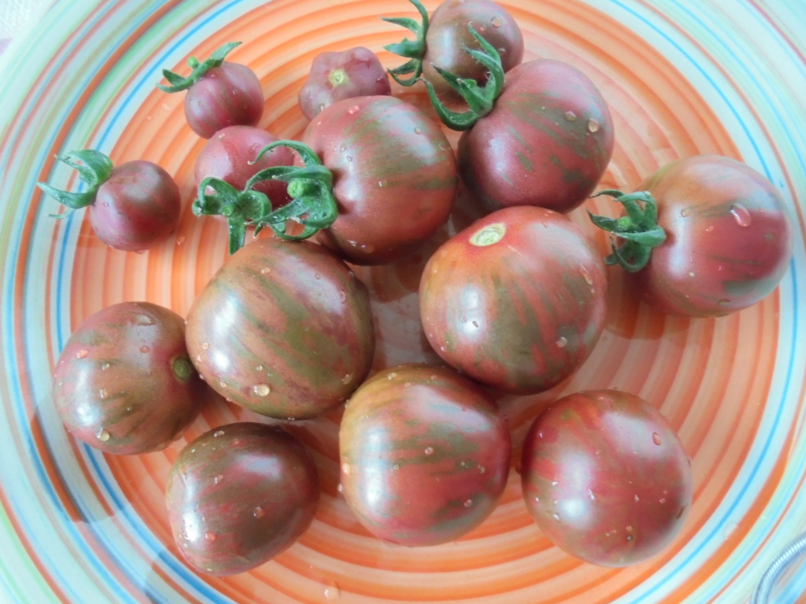 Tomate Cerise Multicolore - Les Paniers de Didier