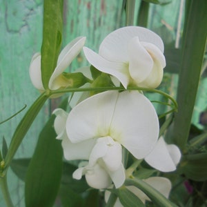 Perennial Sweet Pea Pink White Mix Seeds, Lathyrus latifolius Vine Climber Flower, Green Till Frost, 30 Seeds image 5