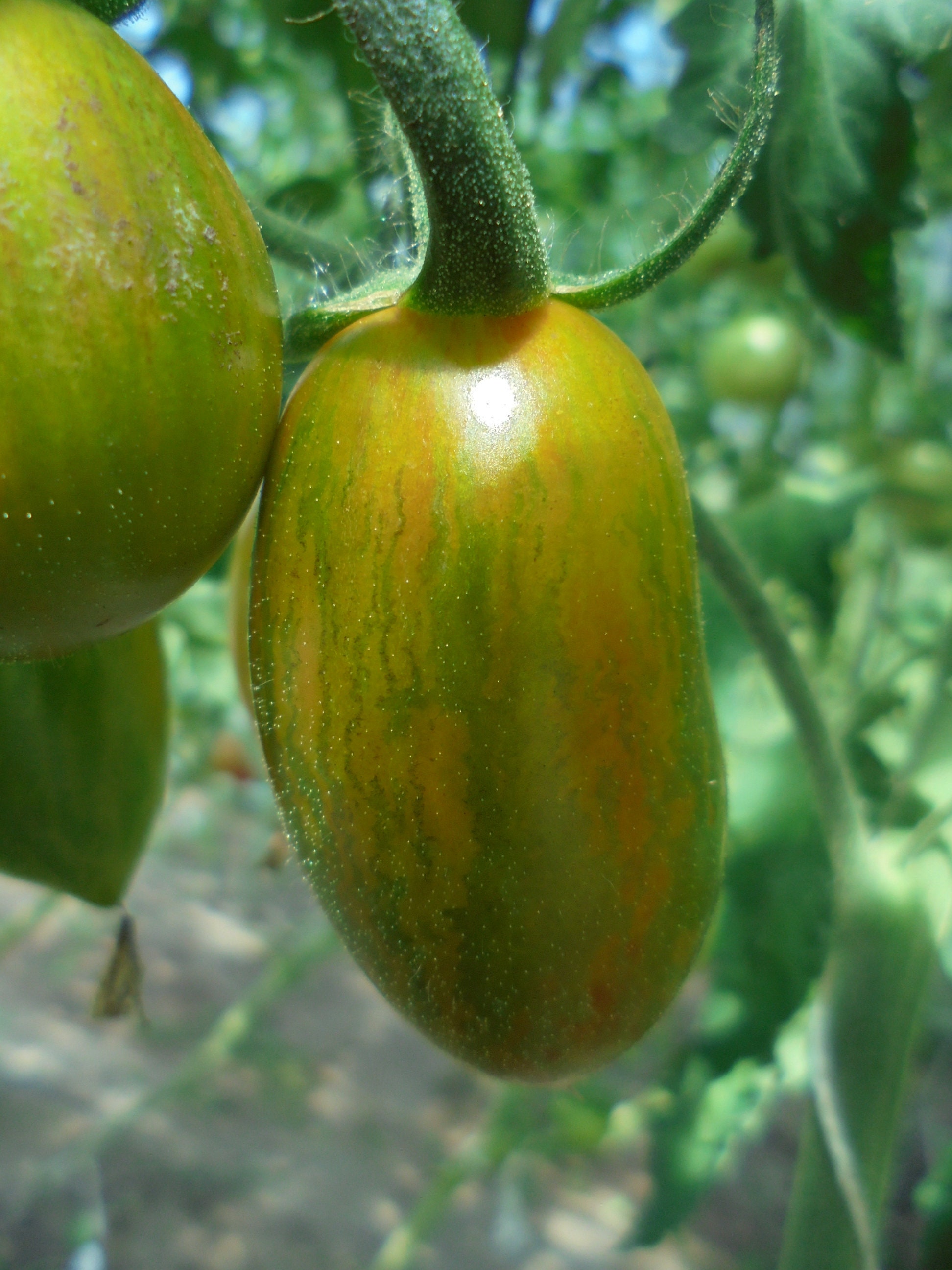 BRAD'S ATOMIC GRAPE Tomato Seeds Heirloom Colorful Etsy UK