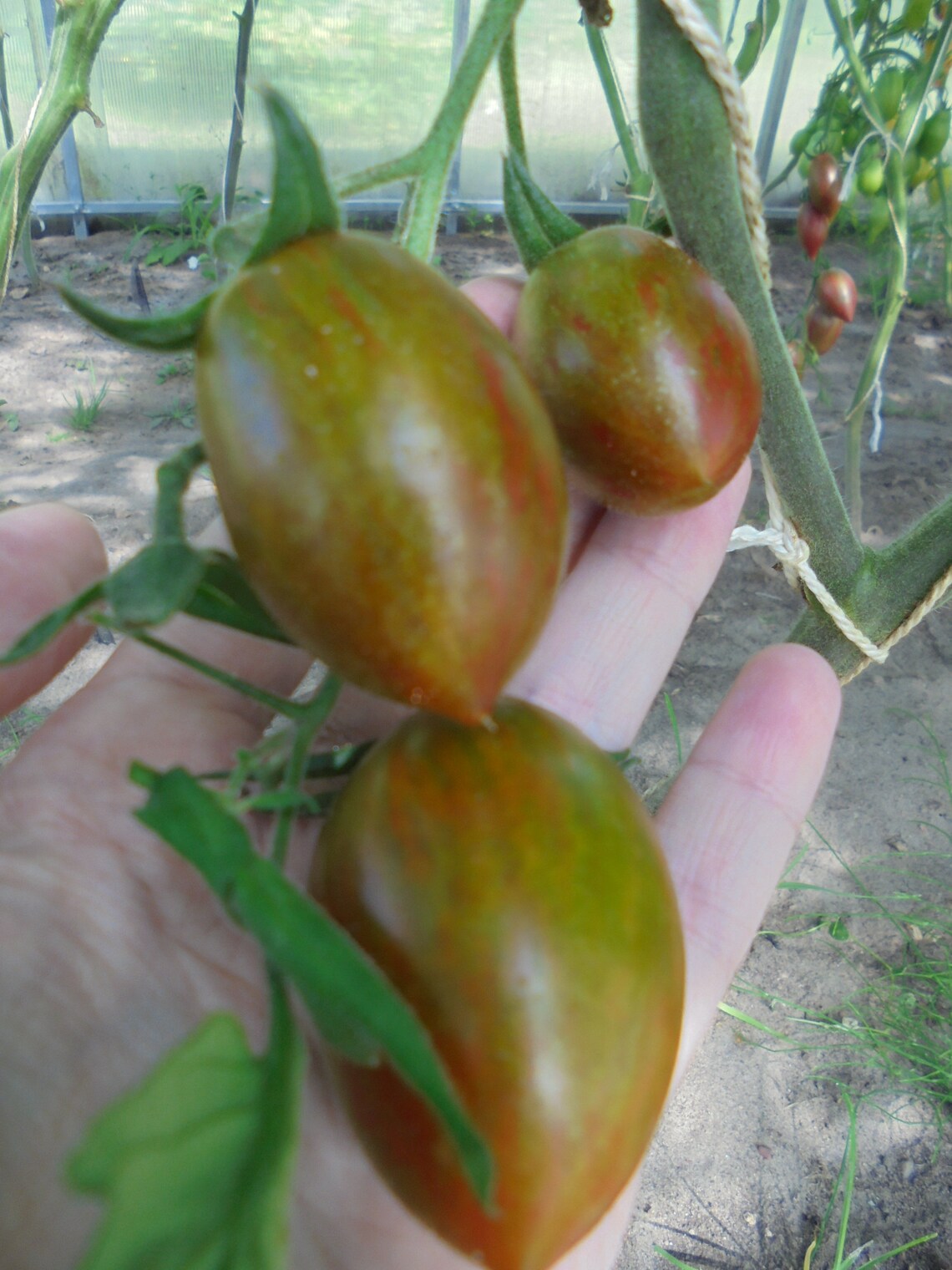 BRAD'S ATOMIC GRAPE Tomato Seeds Heirloom Colorful Etsy Australia