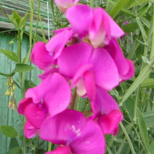 Perennial Sweet Pea Pink White Mix Seeds, Lathyrus latifolius Vine Climber Flower, Green Till Frost, 30 Seeds image 9