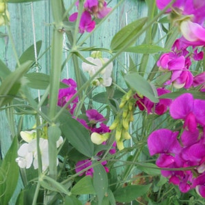 Perennial Sweet Pea Pink White Mix Seeds, Lathyrus latifolius Vine Climber Flower, Green Till Frost, 30 Seeds image 7