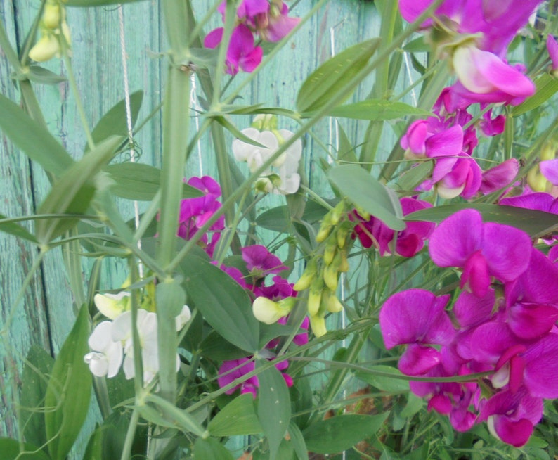 Perennial Sweet Pea Pink White Mix Seeds, Lathyrus latifolius Vine Climber Flower, Green Till Frost, 30 Seeds image 7