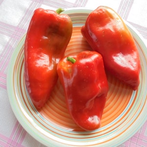 FATIMA Sweet Giant Pepper Seeds, Large Red Fleshy Peppers, 20+ Fresh Seeds