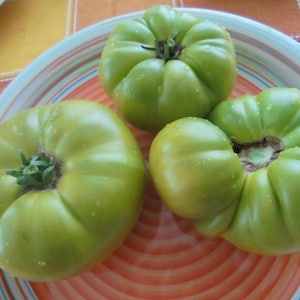 Può includere: Quattro pomodori verdi su un piatto colorato. I pomodori sono grandi e hanno una consistenza leggermente irregolare.