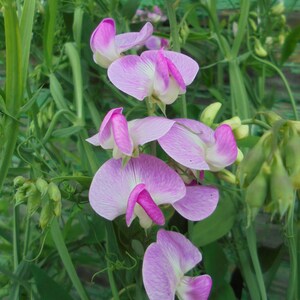 Perennial Sweet Pea Pink White Mix Seeds, Lathyrus latifolius Vine Climber Flower, Green Till Frost, 30 Seeds image 4