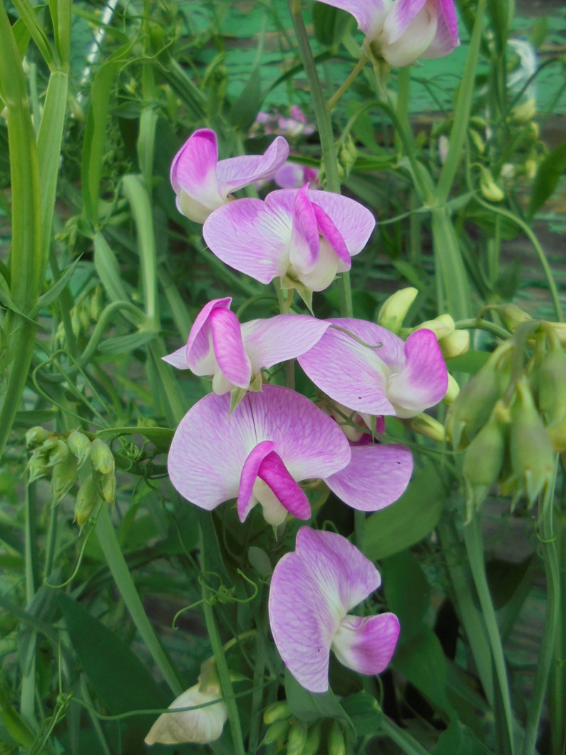 Perennial Sweet Pea Pink White Mix Seeds, Lathyrus latifolius Vine Climber Flower, Green Till Frost, 30 Seeds image 4