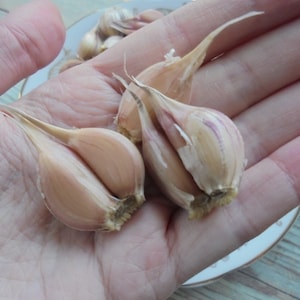 LYUBASHA Garlic Bulbils 100 Seeds For Planting Not Cloves, Giant Winter Garlic Bulbs Fresh Seeds Ukrainian Variety zdjęcie 8