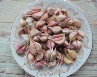 LYUBASHA Garlic Bulbils 100+ Seeds For Planting (Not Cloves), Giant Winter Garlic Bulbs Fresh Seeds Ukrainian Variety