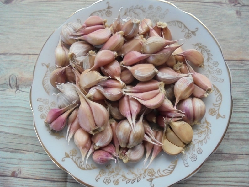 LYUBASHA Garlic Bulbils 100 Seeds For Planting Not Cloves, Giant Winter Garlic Bulbs Fresh Seeds Ukrainian Variety zdjęcie 1
