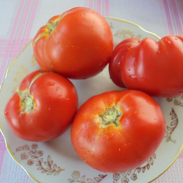 SUGAR BISON (Sacharnyi Bizon) Tomato Seeds, Determinant Heirloom Beefsteak Red Fleshy Sweet Tomatoes, 15 Seeds