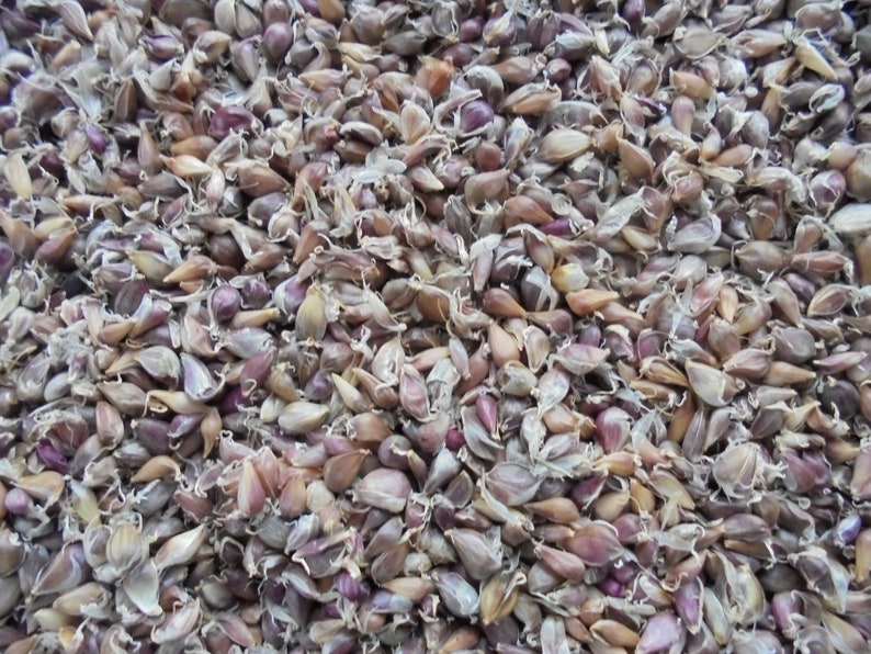 LYUBASHA Garlic Bulbils 100 Seeds For Planting Not Cloves, Giant Winter Garlic Bulbs Fresh Seeds Ukrainian Variety zdjęcie 9