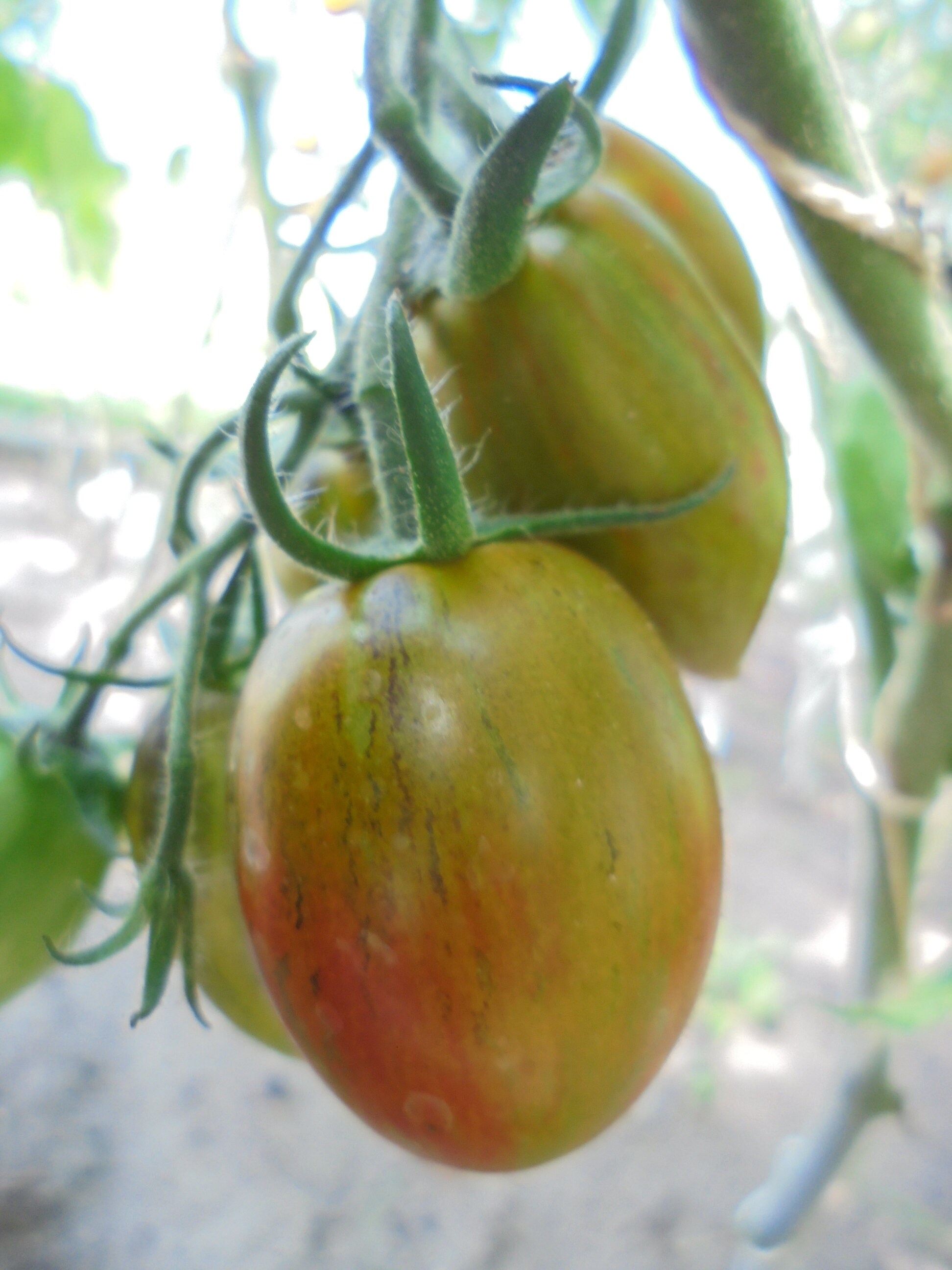 BRAD'S ATOMIC GRAPE Tomato Seeds Heirloom Colorful Etsy Australia