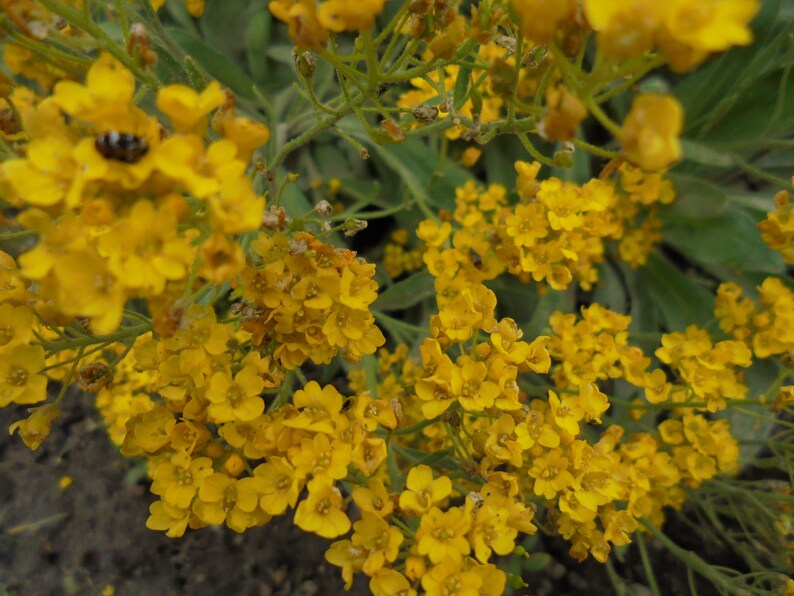 BASKET OF GOLD Golden Sweet Alyssum Saxatile 100 Seeds, Aurinia Saxatilis, Perennial Yellow Rockery Fragrant Flower image 5