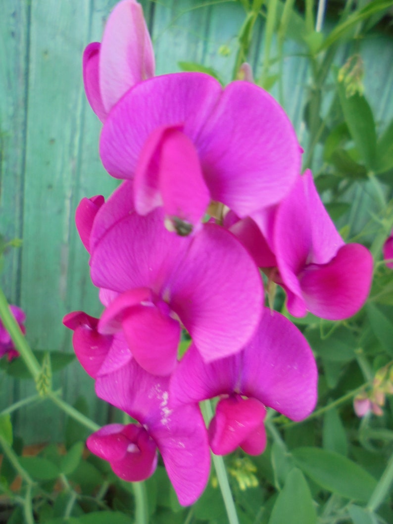 Perennial Sweet Pea Pink White Mix Seeds, Lathyrus latifolius Vine Climber Flower, Green Till Frost, 30 Seeds image 3