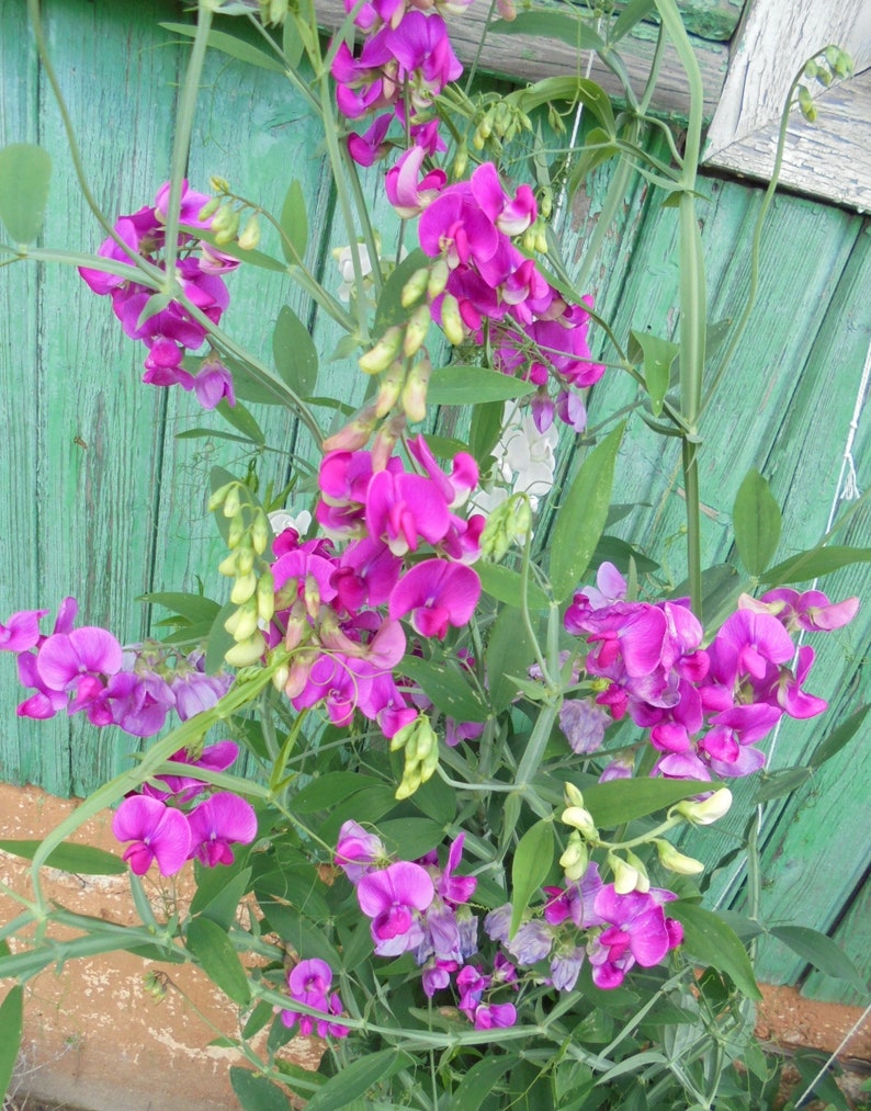 Perennial Sweet Pea Pink White Mix Seeds, Lathyrus latifolius Vine Climber Flower, Green Till Frost, 30 Seeds image 1