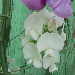 Perennial Sweet Pea Pink White Mix Seeds, Lathyrus latifolius Vine Climber Flower, Green Till Frost, 30 Seeds image 10