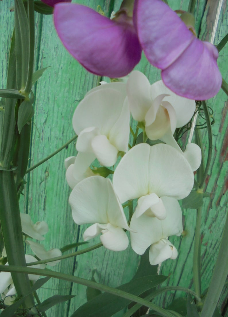 Perennial Sweet Pea Pink White Mix Seeds, Lathyrus latifolius Vine Climber Flower, Green Till Frost, 30 Seeds image 10