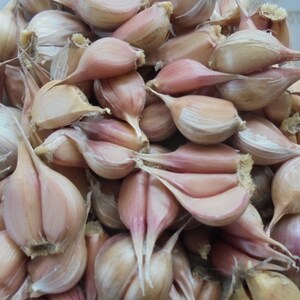 LYUBASHA Garlic Bulbils 100 Seeds For Planting Not Cloves, Giant Winter Garlic Bulbs Fresh Seeds Ukrainian Variety zdjęcie 2