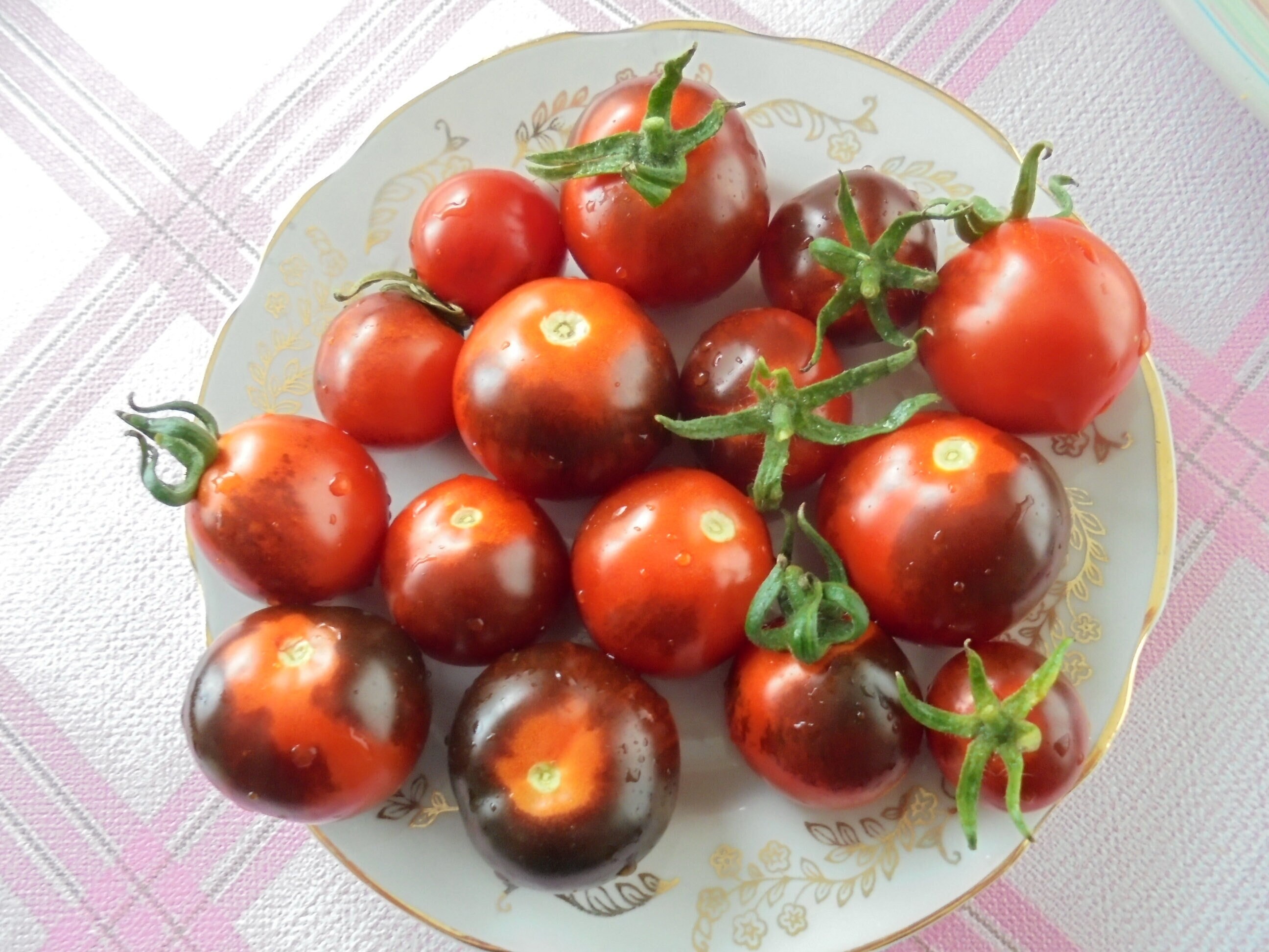 Bleve P20 Tomato Seeds, Indeterminate Heirloom Cherry Indigo Blue Red Tomatoes, Rare 15 Seeds