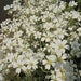 see more listings in the Flower Perennials section