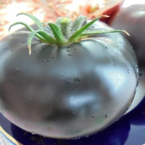 Puede incluir: Primer plano de un tomate grande de color morado oscuro con un tallo verde. El tomate está sobre un plato azul y dorado.
